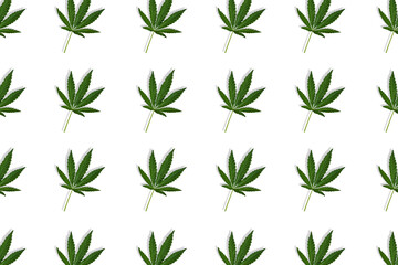 Hemp or cannabis leaf seamless pattern on white background. Top view, flat lay