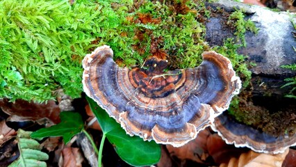 fungus on tree