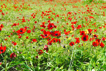 Red anemone flowers field in Negev, Israel
