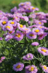 Beautiful pink-colored aster, (Erigeron speciosus), close-up.