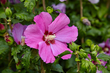 Beautiful fuchsia hibiscus, (Hibiscus syriacus). Close up. © Composer
