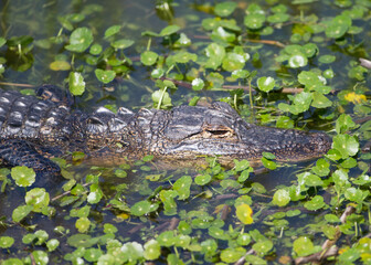 North American Alligator in a Florida Marsh