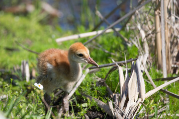 Sandhill Crane Chick in a Florida Marsh