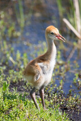 Sandhill Crane Chick in a Florida Marsh