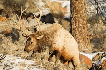 Bull Elk at Yellowstone national park in winter