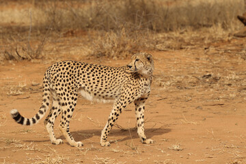 Obraz na płótnie Canvas Beautiful Adult Cheetah in South Africa
