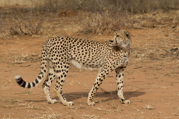 Fototapeta na wymiar Beautiful Adult Cheetah in South Africa