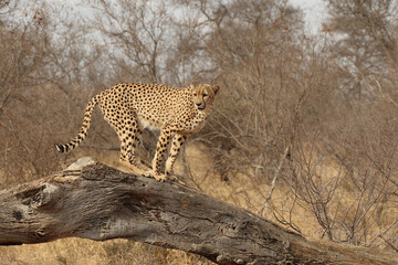 Beautiful Adult Cheetah in South Africa