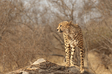 Beautiful Adult Cheetah in South Africa