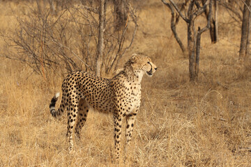 Beautiful Adult Cheetah in South Africa