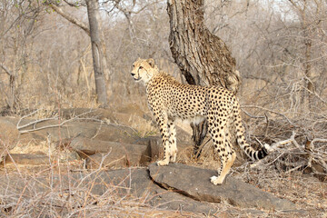 Obraz premium Beautiful Adult Cheetah in South Africa