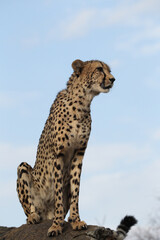 Beautiful Adult Cheetah in South Africa
