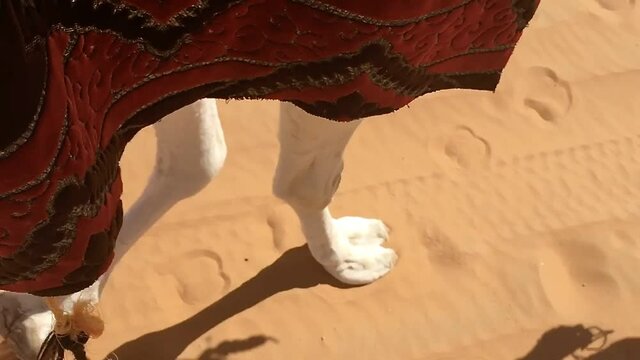 Camel steps slow motion on desert sand of North Africa Bechar Algeria, sandy Taghit desert