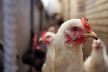chicken
