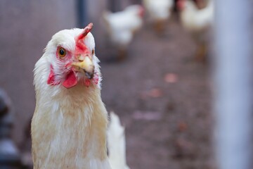 chicken 