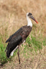 Wooly-necked Stork in the Masai Mara of Kenya Africa