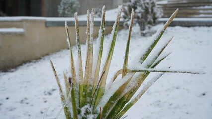 green grass in the daytime snow