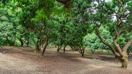 Fototapeta premium The Lush Chloroplastida of the park