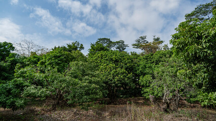 The Lush Chloroplastida of the park