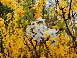 Branch With Blossoms Of Cherry Tree