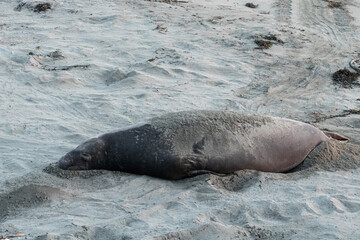 Obraz premium Elephant seals resting on beach in California at sunset