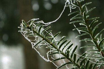 Twig With Ice