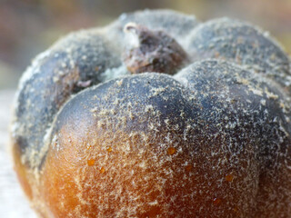 Rotten, Moldy Quince