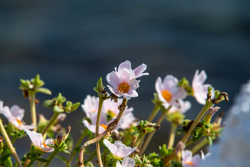 portulaca in riva al mare