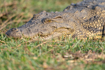 Eye To Eye With A Wild Crocodile Crocodylus Niloticus Chobe National Park Botswana