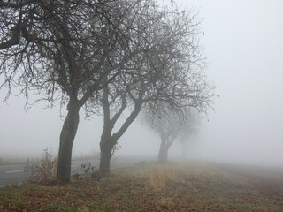 Obraz na płótnie Canvas Landscape With November Fog, Rhinehesse, Rhineland Palatinate, Germany