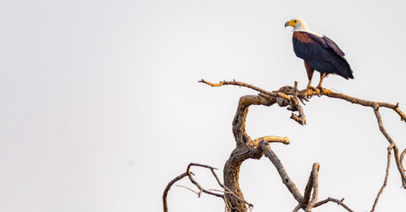African Fish Eagle On A Tree At The River Kwando Namibia