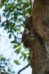 Obraz premium Green-barred Woodpecker bird on a tree