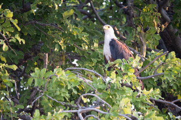 Fisheagle, Haliaeetus Vocifer
