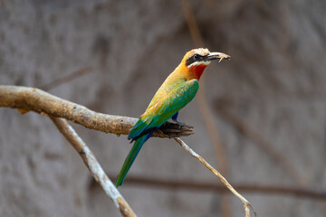 Beeeater Merops Bullockoides Whitefronted Spider On The Shore Of Kwando Namibia