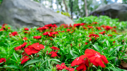 Obraz premium Park plants in early spring