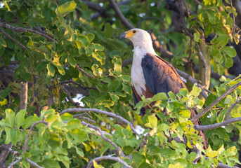 Fisheagle, Haliaeetus Vocifer