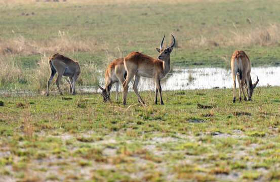 Letschwe Antelopes Kobus Leche Stand On The Kwando River Namibia