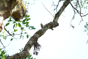 Green-barred Woodpecker bird on a tree