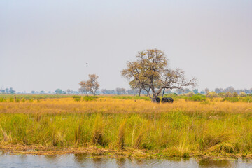 Landscape With Two Elephants On The River Kwando Mudumu National Park Region Zambezi Namibia
