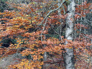 It Is Autumn In Red Bog, Rhoen, Germany