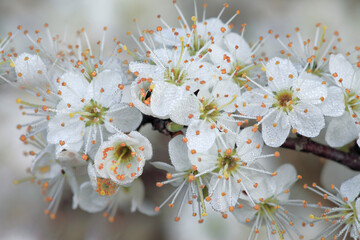 Sloe Bloom