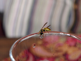 Wasp On The Edge Of A Tumbler Nibbling Sweet Liquid