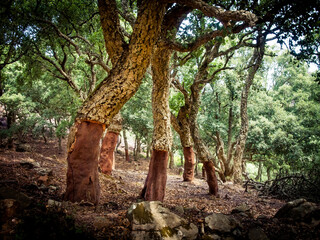 cork oaks in the andalusian countryside. "Parque de los alcornocales", Algeciras, Andalusia, Spain, Europe