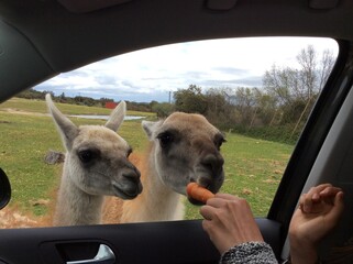 Llamas eating carrot from a car