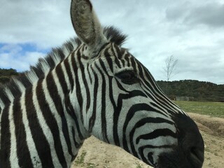portrait of a zebra