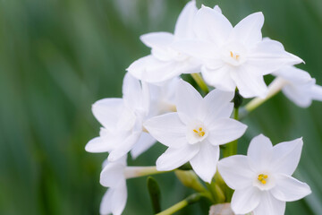 Fototapeta na wymiar 水仙 Narcissus