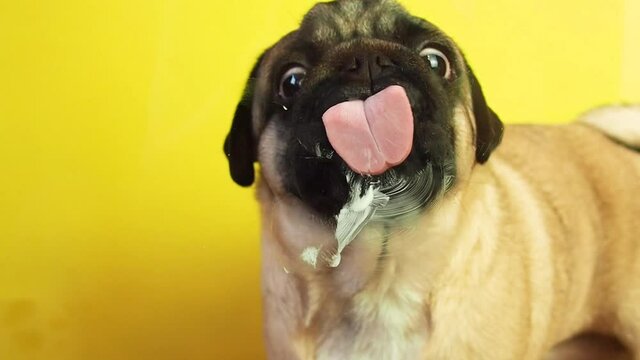 cute pug dog licks oil off transparent glass, pug tongue repeatedly and quickly licks glass