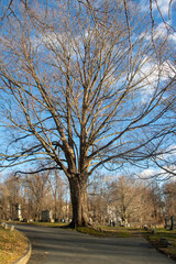 Landscape of Linwood Cemetery Haverhill MA. Graveyard founded in 1830. Historic site with many old and interesting graves and tombs.