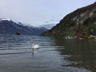 Swan on the lake in the mountains