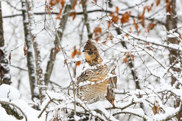 Ruffed Grouse on Tree Branch Covered in Snow in Winter, Closeup Portrait